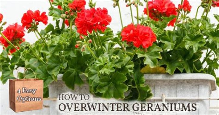 How do you keep geraniums over the winter?