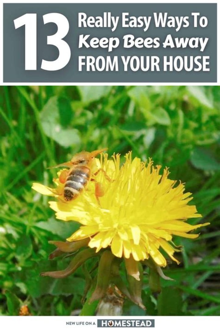 How do you keep honey bees away?