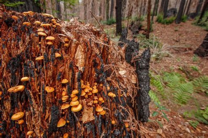 How do you keep honey fungus from spreading?