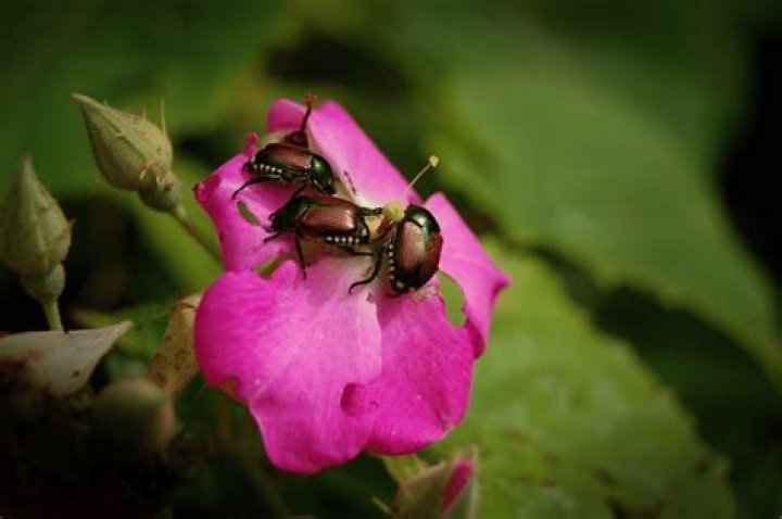 How do you keep Japanese beetles away?