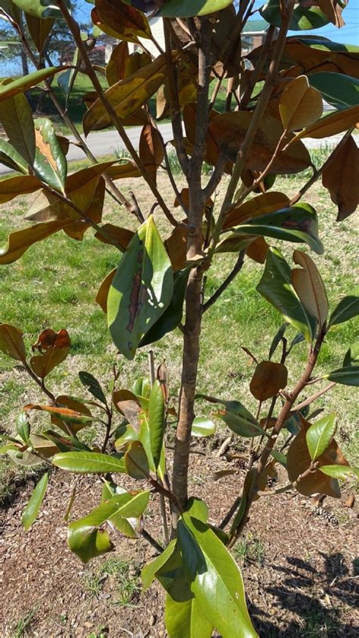 How do you keep magnolia leaves from turning brown?