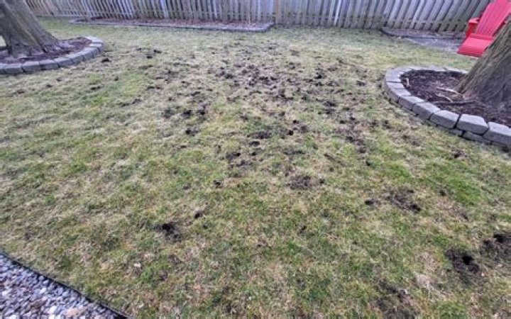 How do you keep moles from digging holes in your yard?