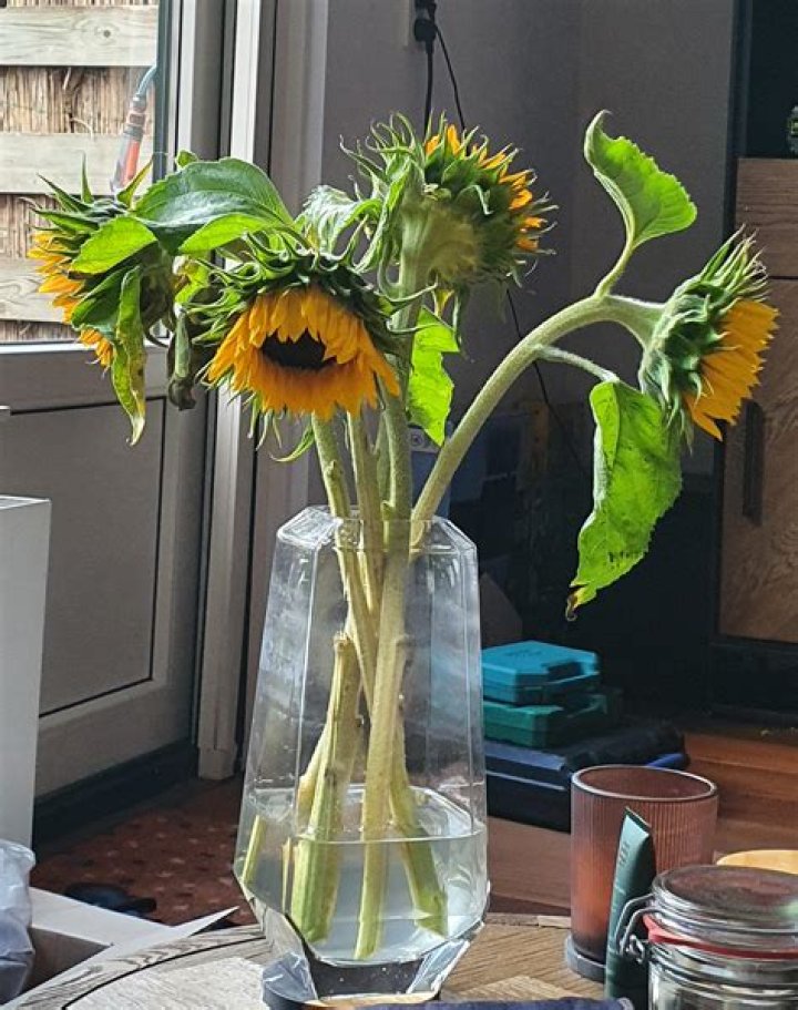 How do you keep sunflowers from snapping?
