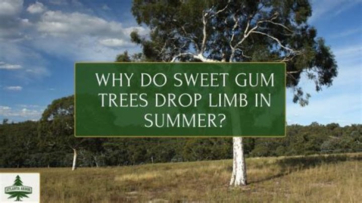 How do you keep sweet gum trees from dropping balls?