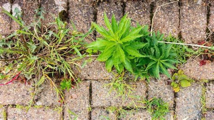 How do you keep weeds from growing between pavers?