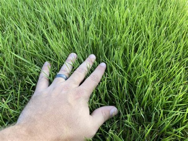 How do you keep zoysia grass from spreading?