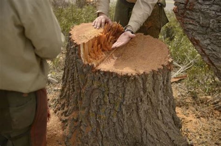 How do you kill a tree stump fast?
