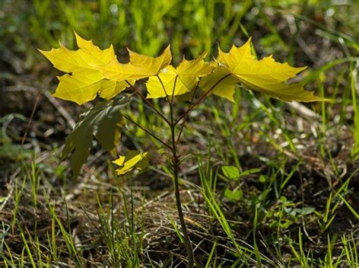 How do you kill aspen sprouts?