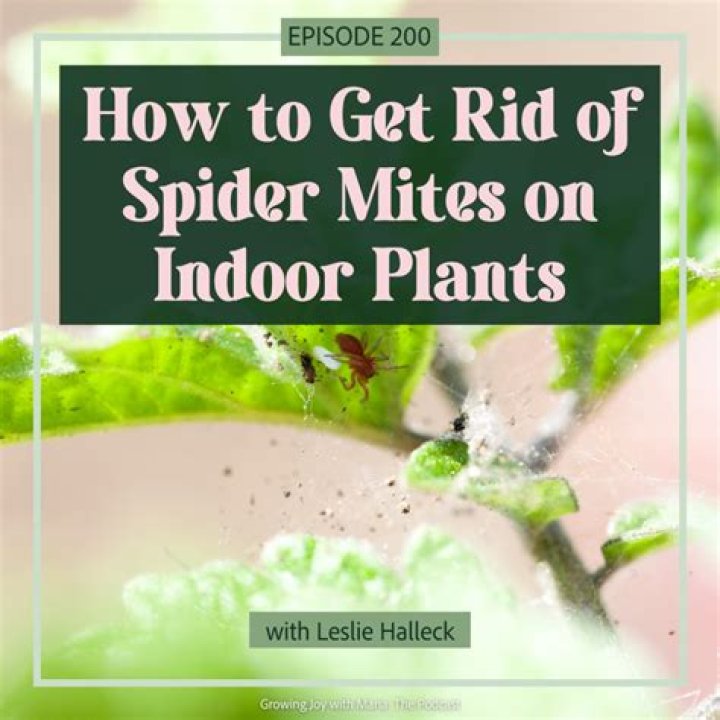 How do you kill avocado mites?