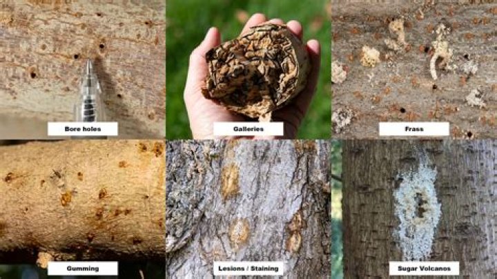 How do you kill borers in pecan trees?