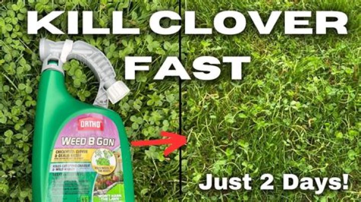 How do you kill buffalo grass without killing grass?