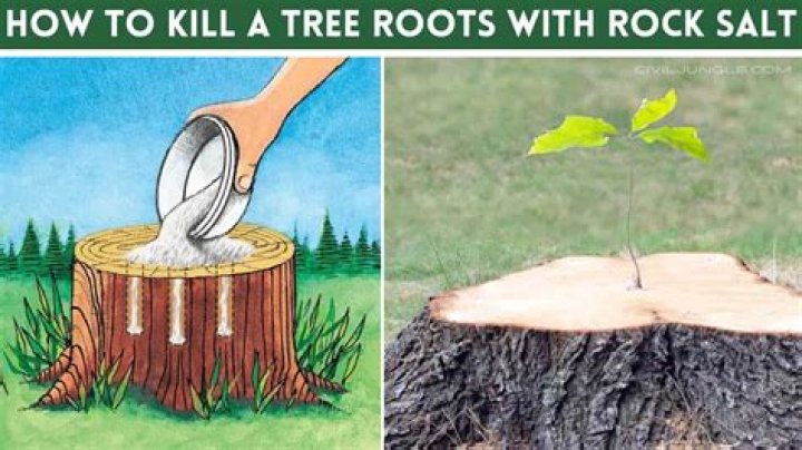 How do you kill California pepper tree roots?