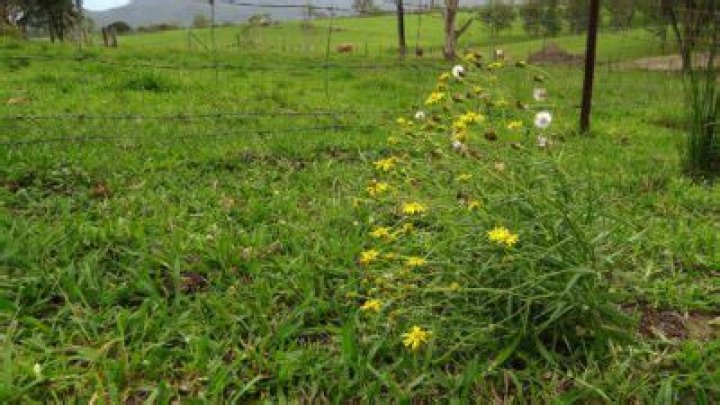 How do you kill fireweed naturally?
