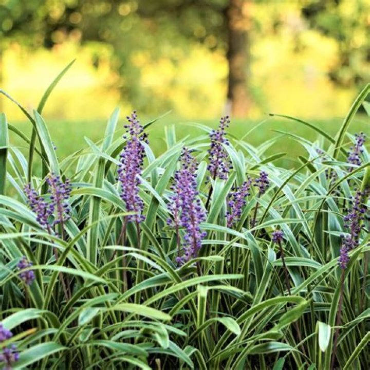 How do you kill Liriope grass?