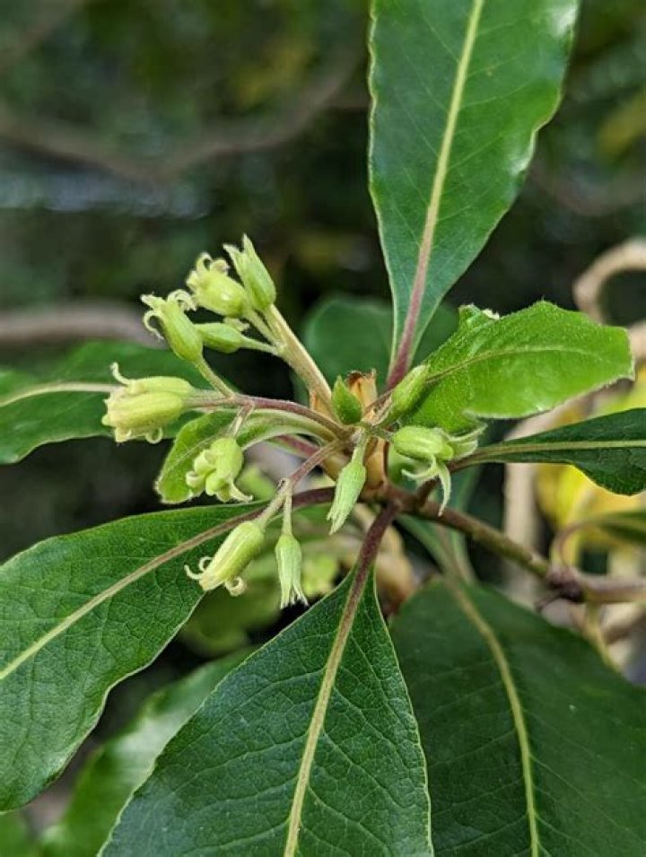 How do you kill Pittosporum Undulatum?