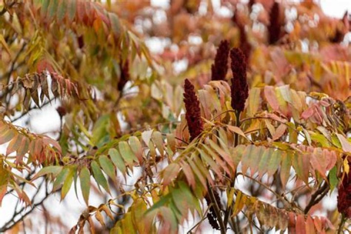 How do you kill sumac naturally?