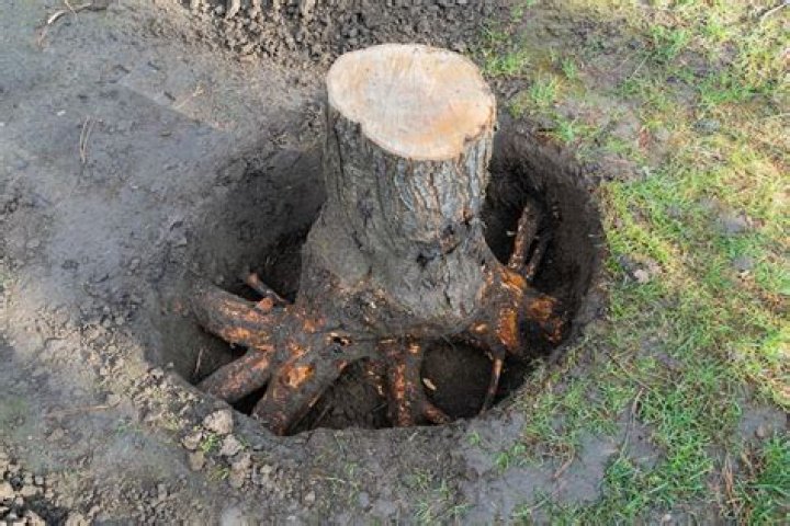 How do you kill tree roots after stump removal?
