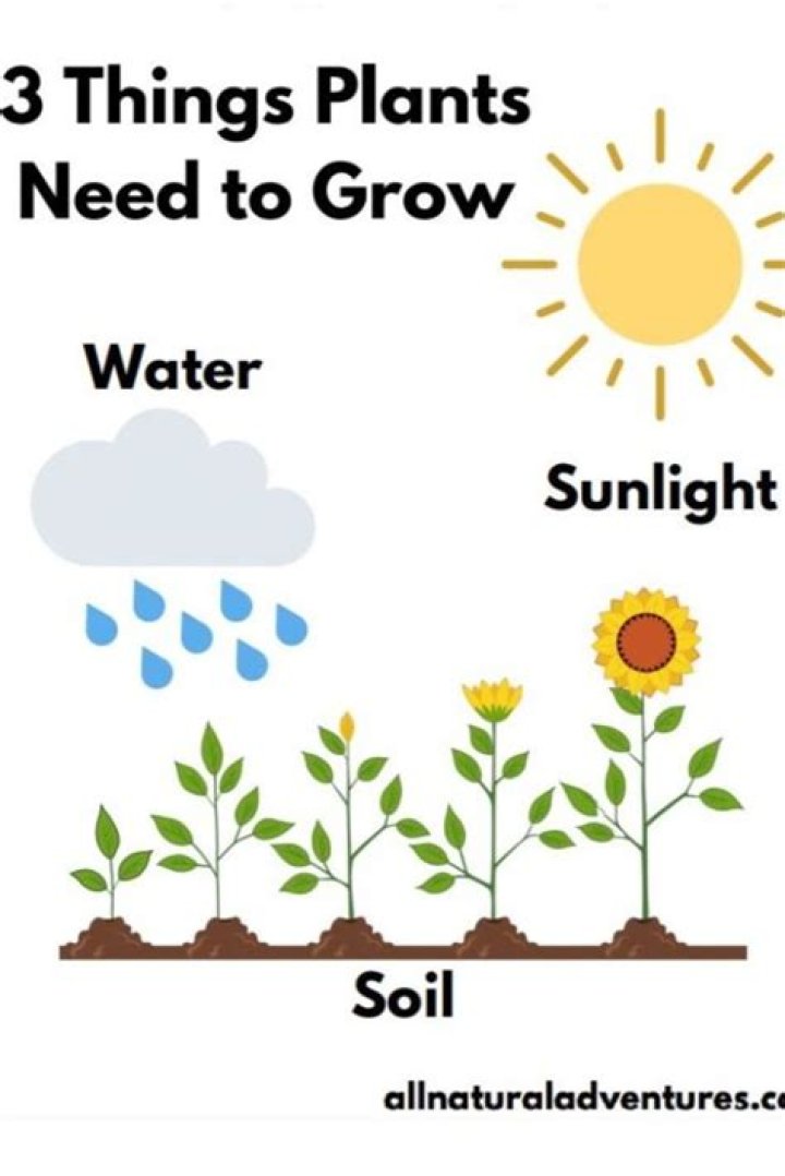 How do you know if a plant needs water or sun?