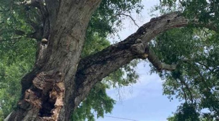 How do you know if a tree is diseased?