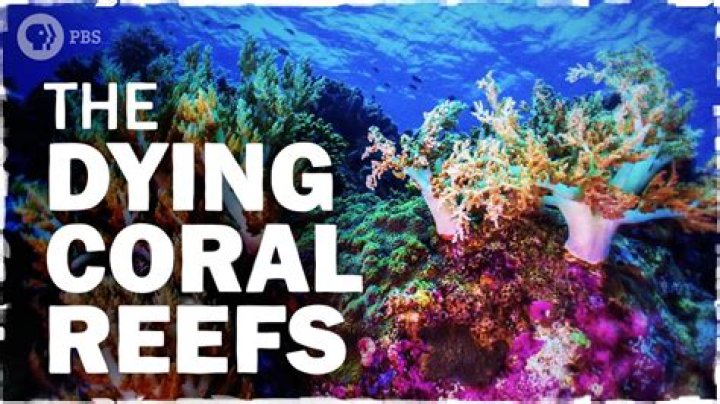 How do you know if coral is dying?
