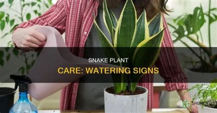 How do you know if your snake plant needs watering?