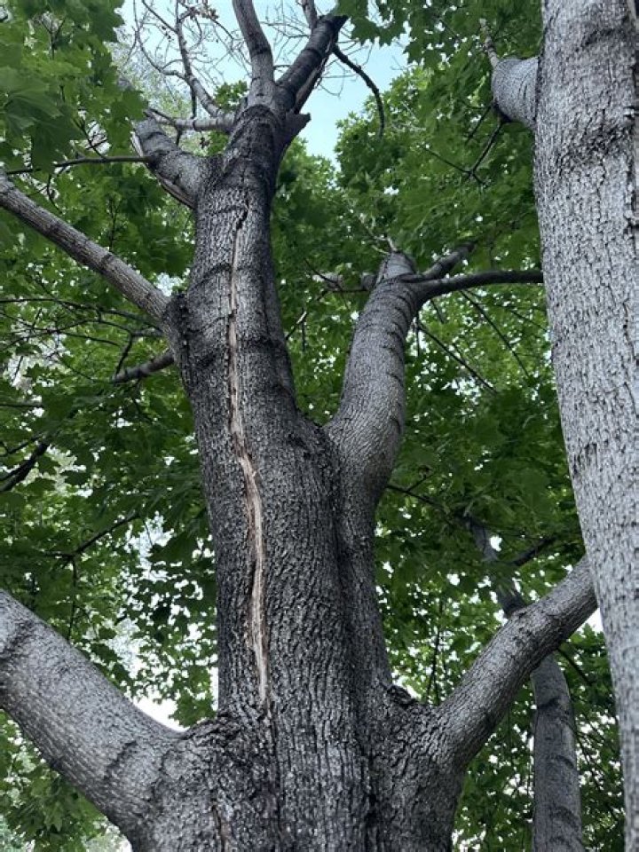 How do you know when a silver maple is dying?