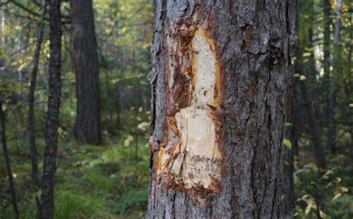 How do you know when a walnut tree is dying?
