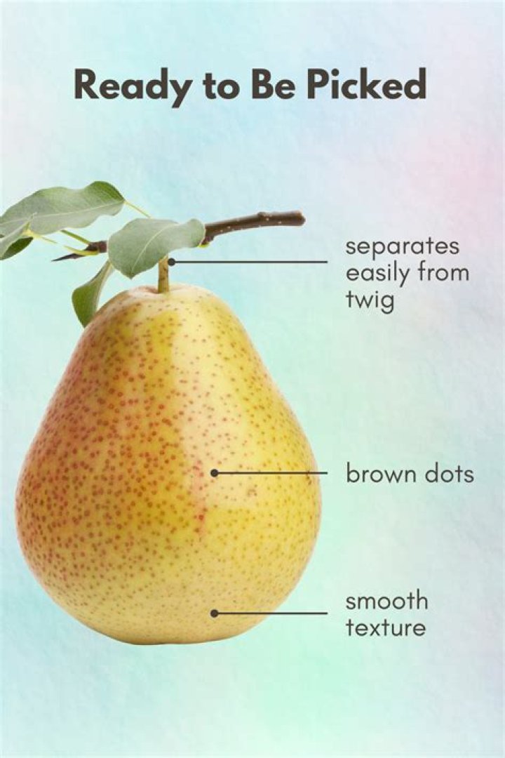 How do you know when pears are ready for picking?