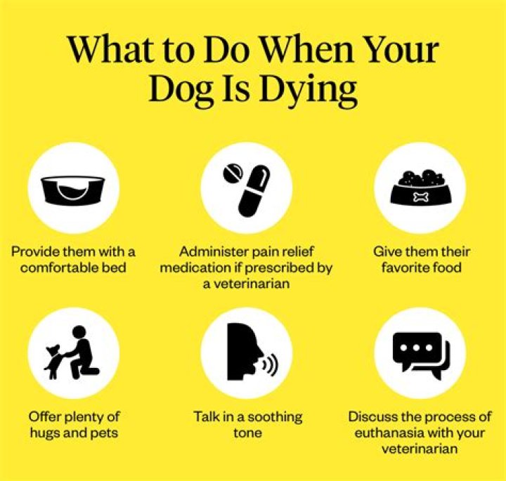 How do you know when your dog is declining?