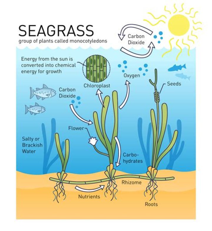 How do you measure growth of sea grass?