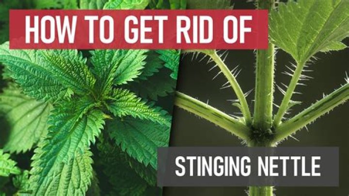 How do you permanently get rid of stinging nettles?