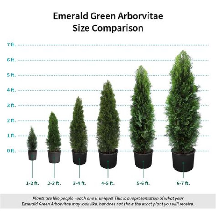 How do you plant a 5 foot arborvitae?