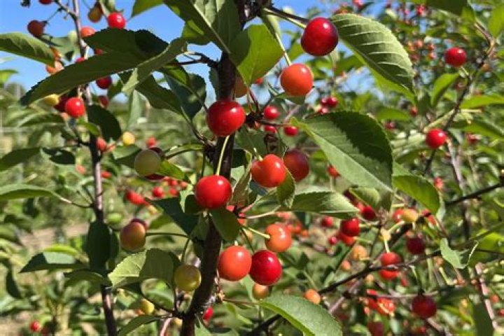 How do you plant a Montmorency cherry tree?