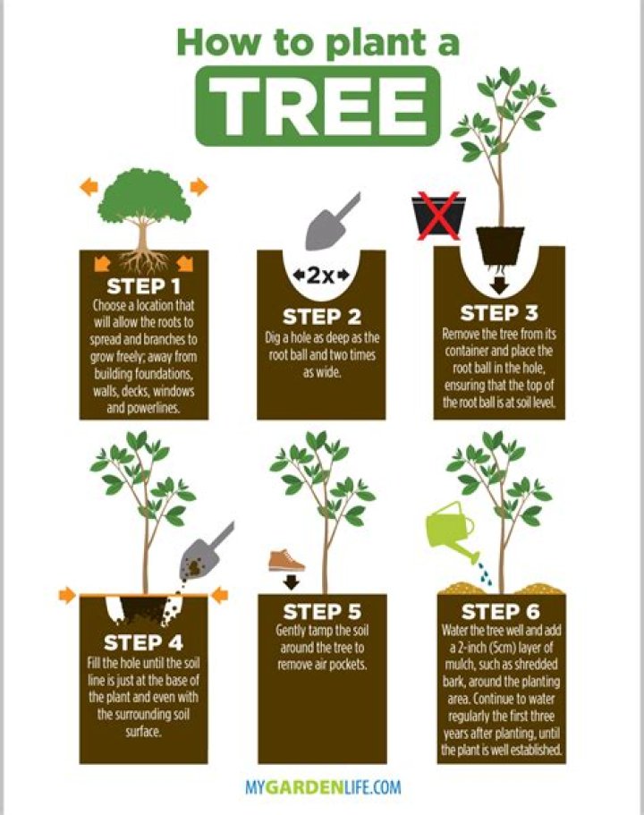 How do you plant a pom pom tree?