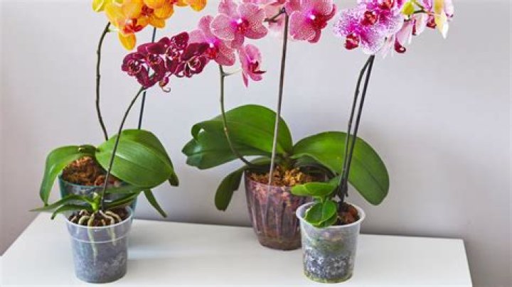 How do you plant an orchid offshoot?