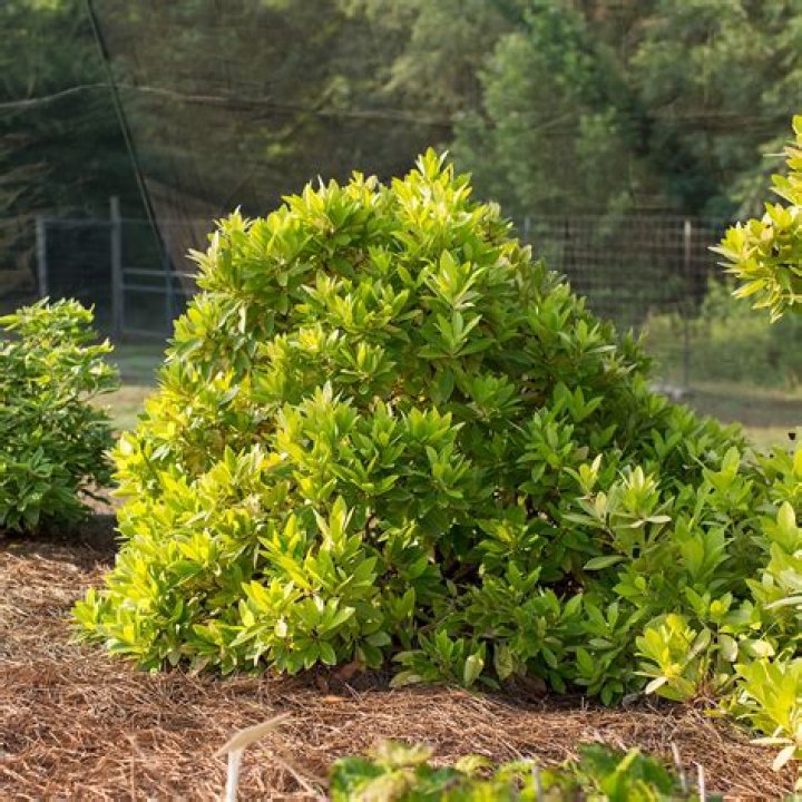 How do you plant anise shrubs?