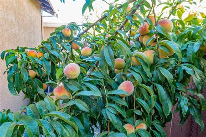 How do you prepare a peach tree for the spring?