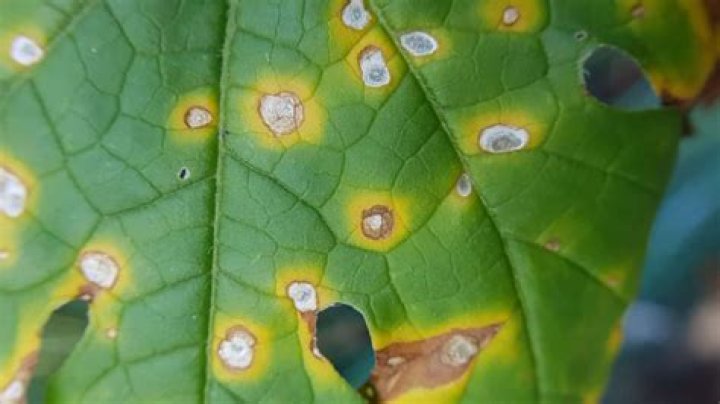 How do you prevent bacterial leaf spots?