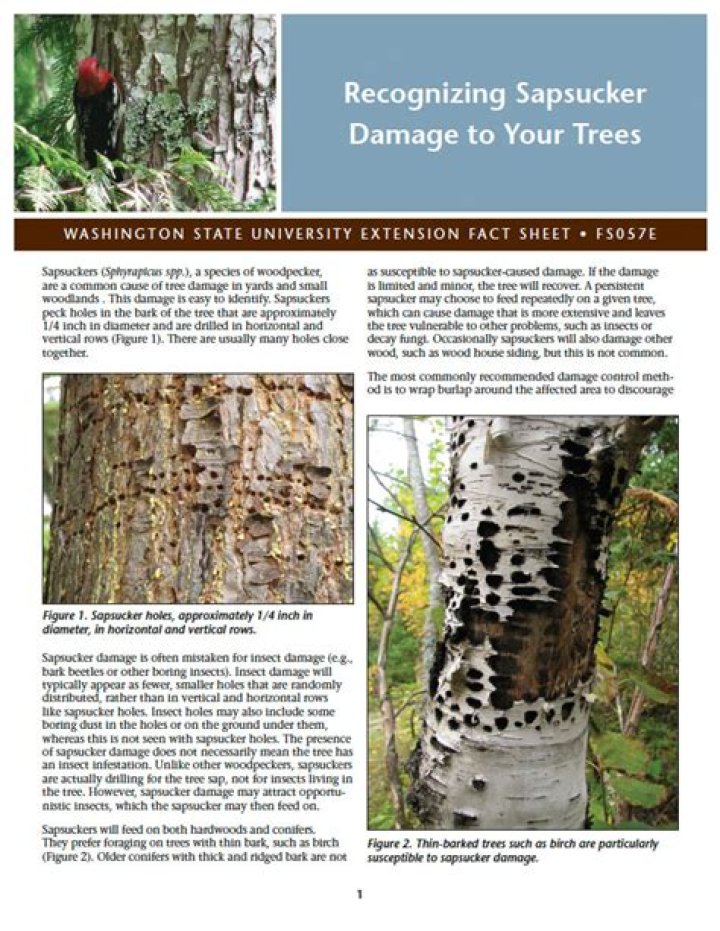 How do you prevent sapsucker damage to trees?