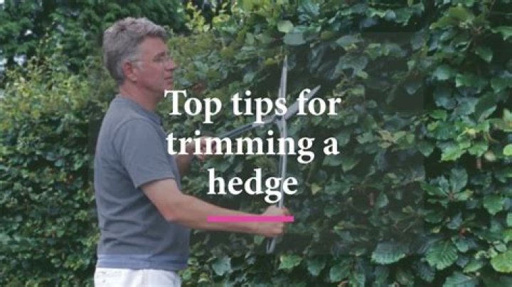 How do you price hedge trimming?