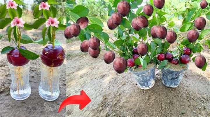 How do you promote fruit tree growth?
