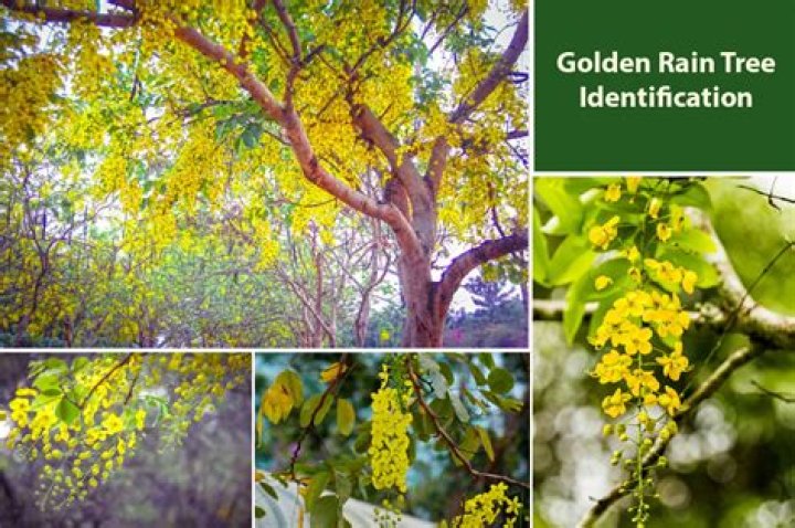 How do you propagate a golden rain tree?