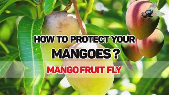How do you protect mango trees from insects?