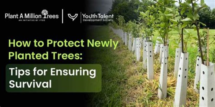 How do you protect newly planted evergreens?