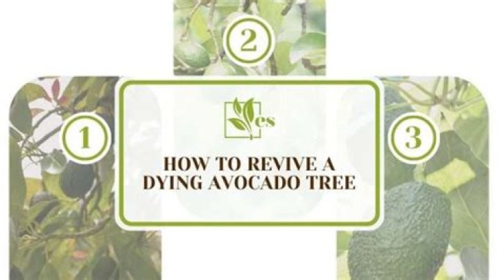 How do you prune a dying avocado tree?