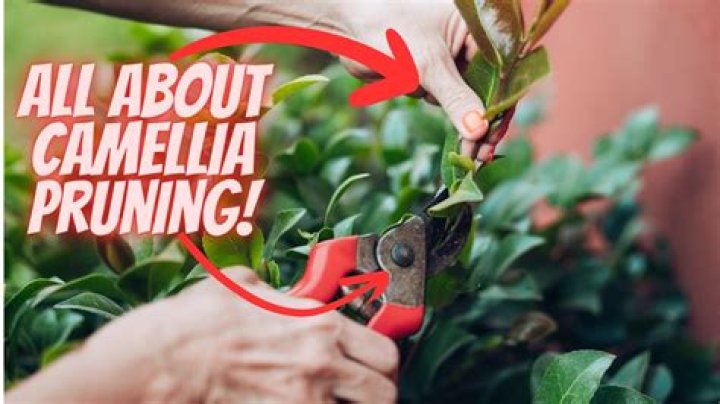 How do you prune a established camellia?