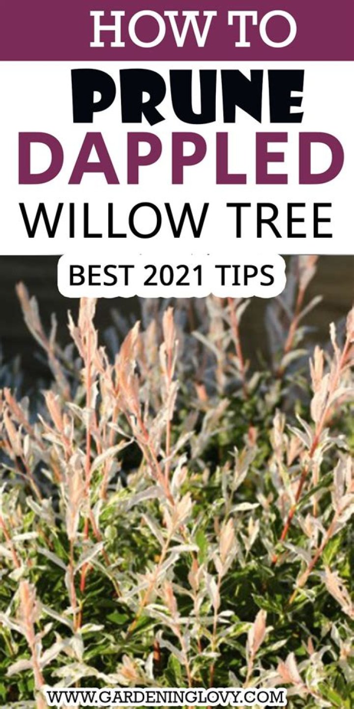 How do you prune a leggy Mugo pine?