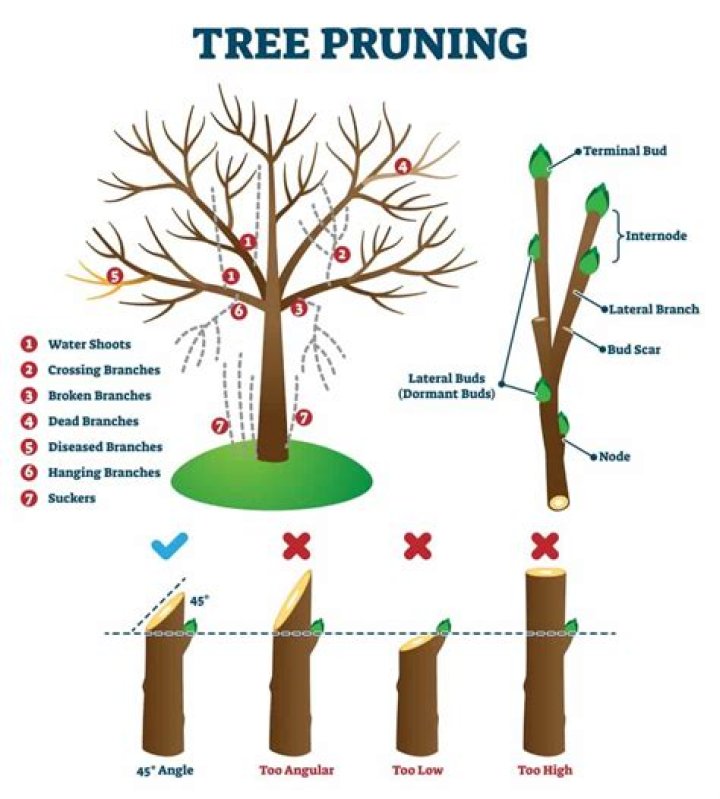 How do you prune a mature silver maple tree?
