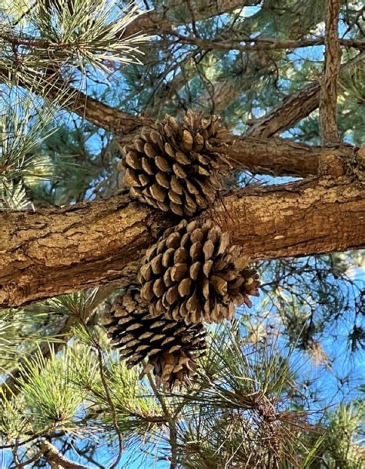 How do you prune a Monterey pine tree?