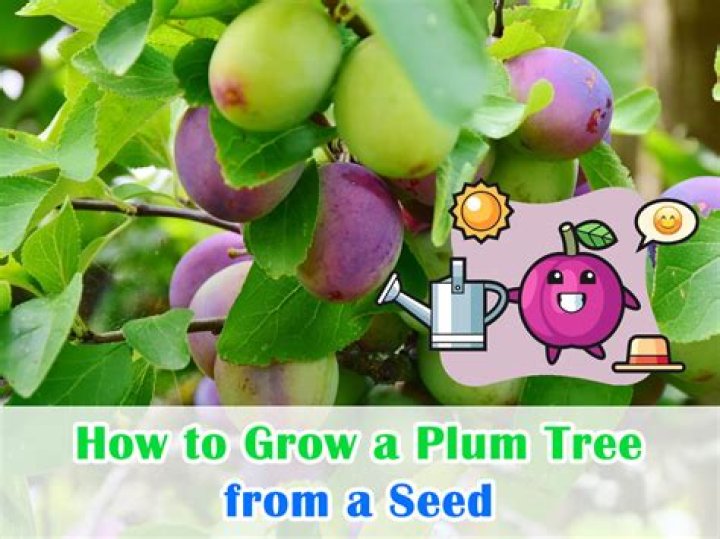 How do you reduce the height of a plum tree?
